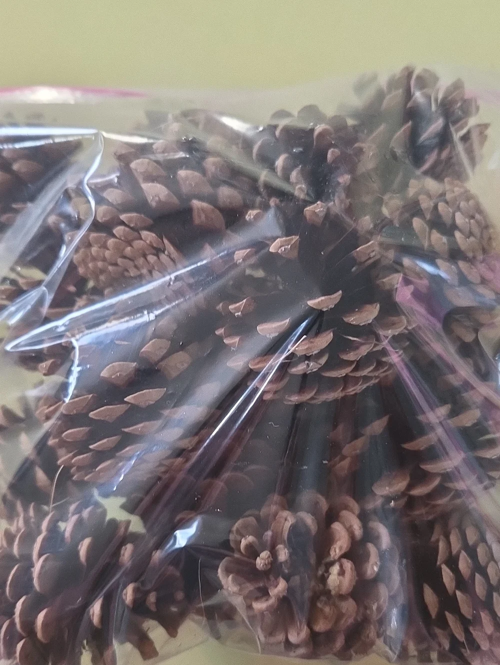1 Gallon Bag Fresh Pinecones Crafts Decor Home